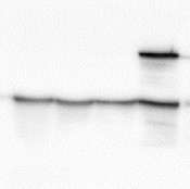 SAM1-4 | S-adenosylmethionine synthase (affinity purified) in the group Antibodies Plant/Algal / Hormones / Biosynthesis/regulation at Agrisera AB (Antibodies for research) (AS16 3148A)